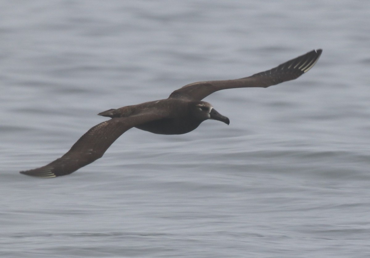 Albatros à pieds noirs - ML619391184