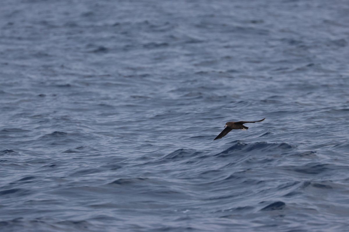 Flesh-footed Shearwater - ML619391207