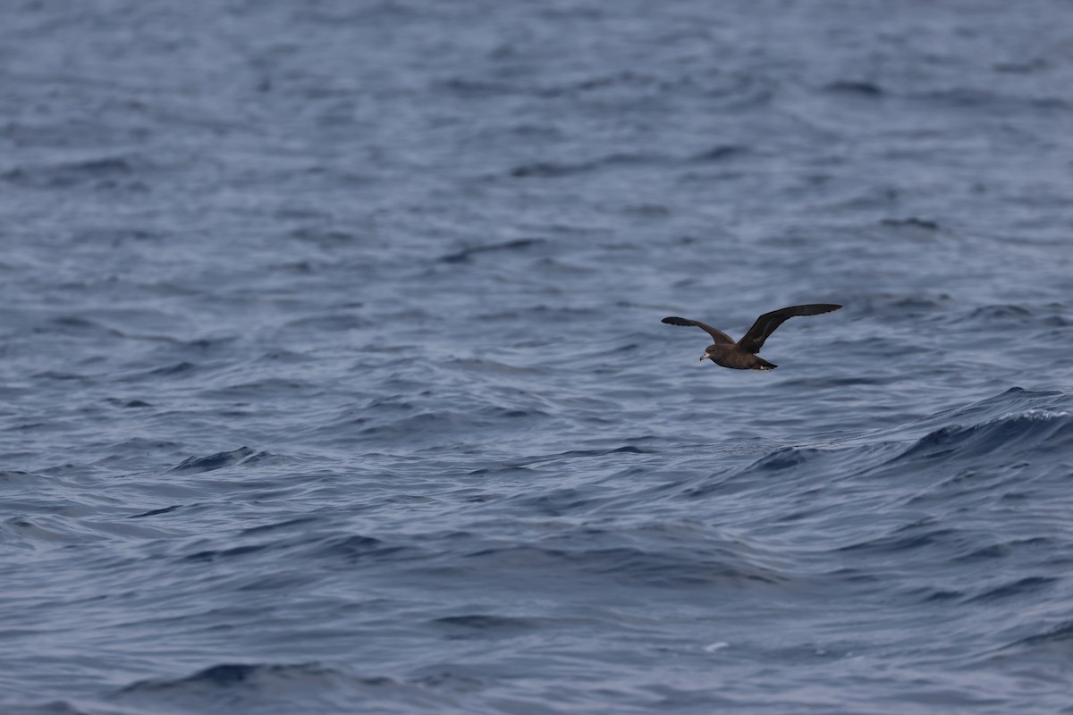 Flesh-footed Shearwater - ML619391208