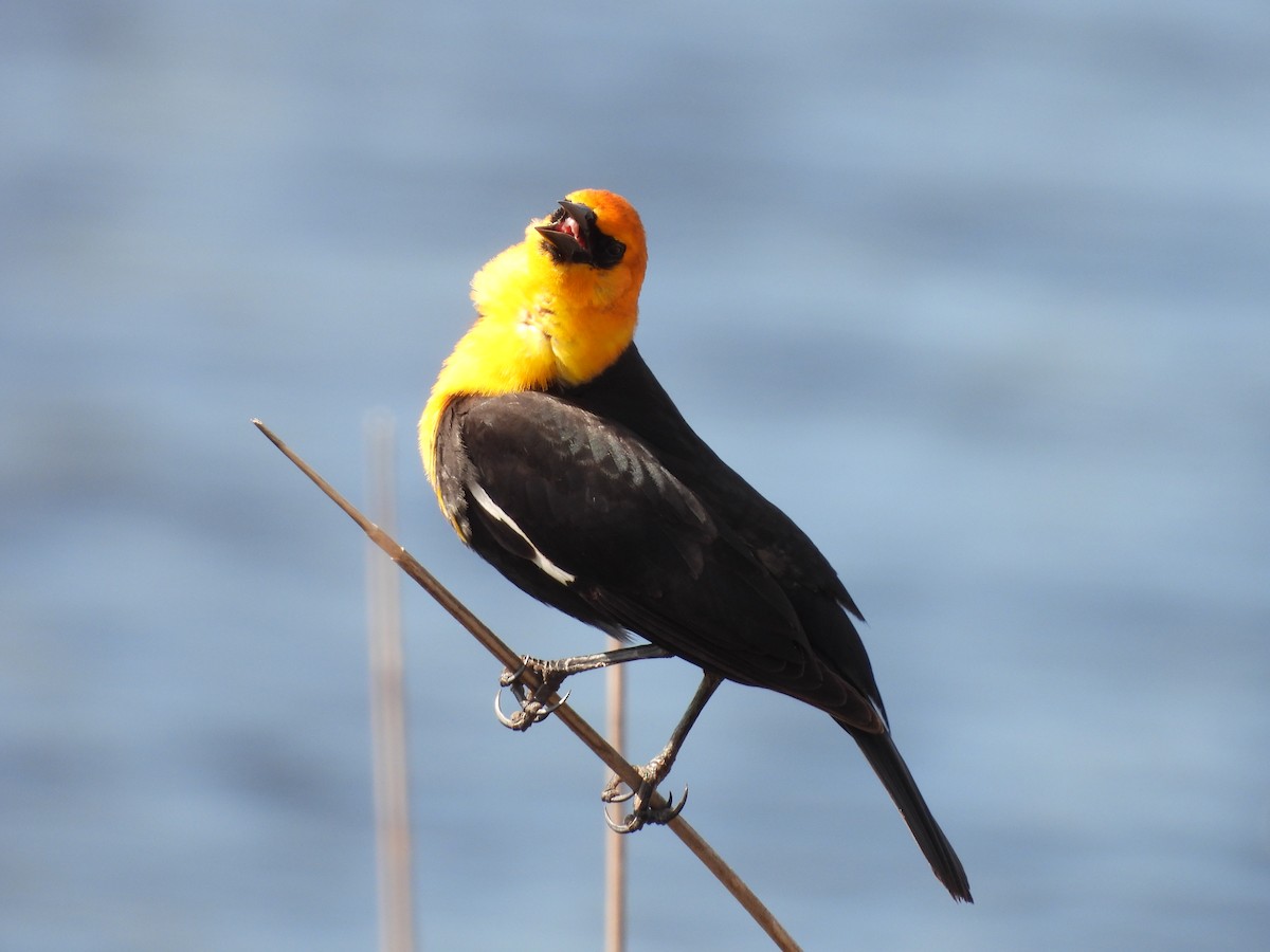 Yellow-headed Blackbird - ML619391225