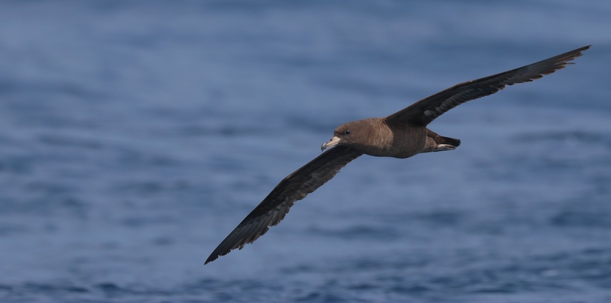 Flesh-footed Shearwater - ML619391240