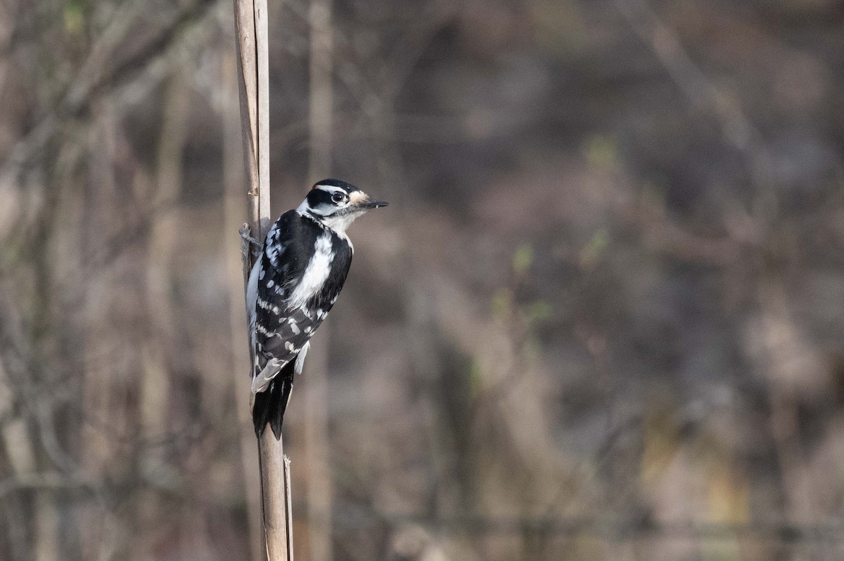 Downy Woodpecker (Eastern) - ML619391251