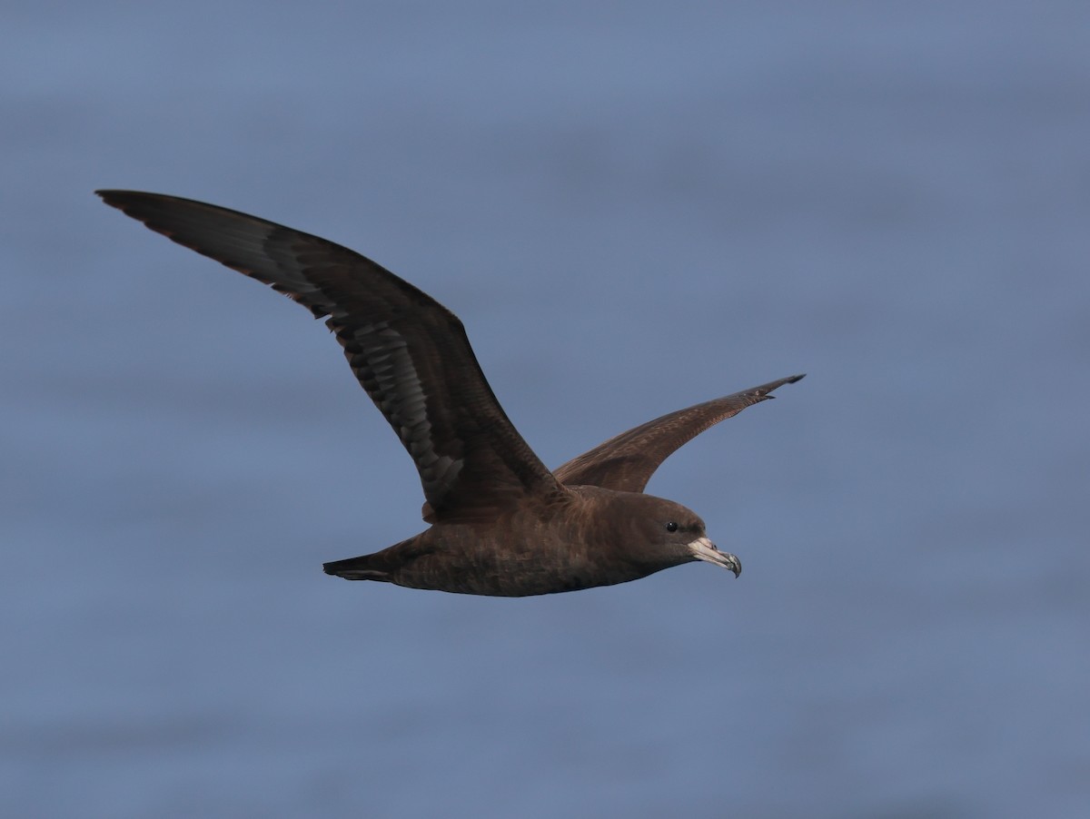 Flesh-footed Shearwater - ML619391257