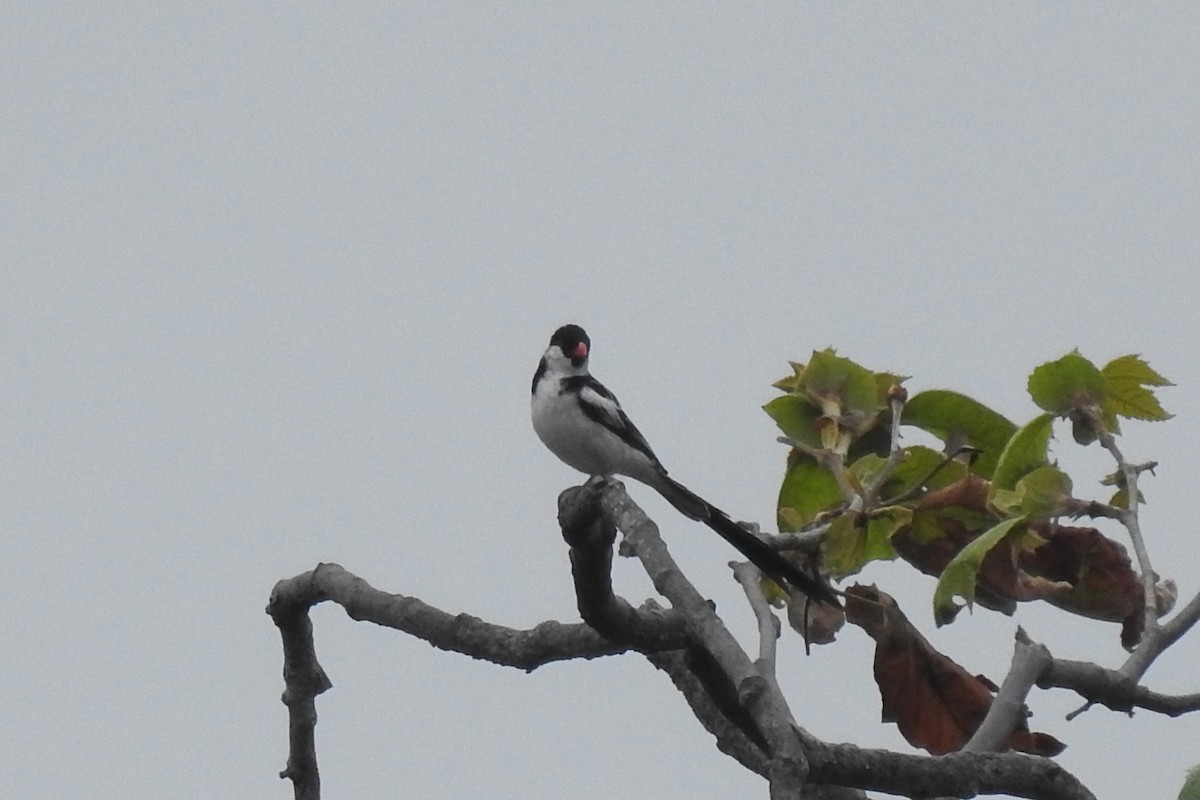 Pin-tailed Whydah - ML619391274