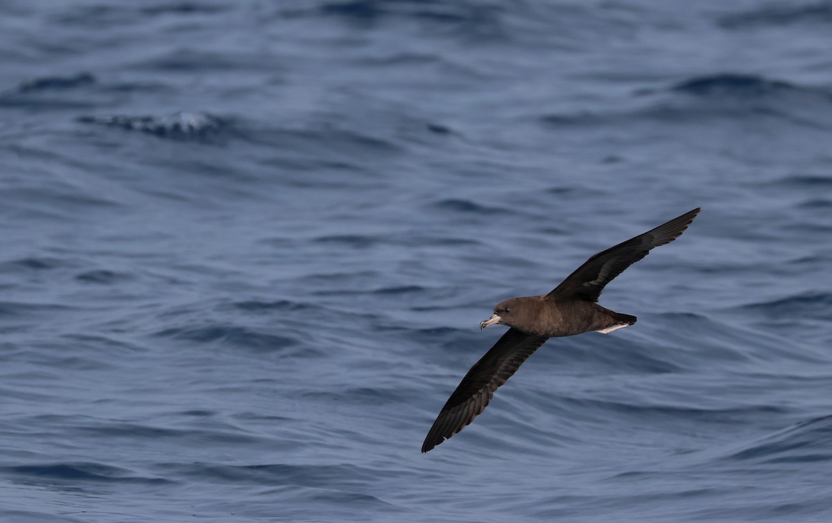 Flesh-footed Shearwater - ML619391279