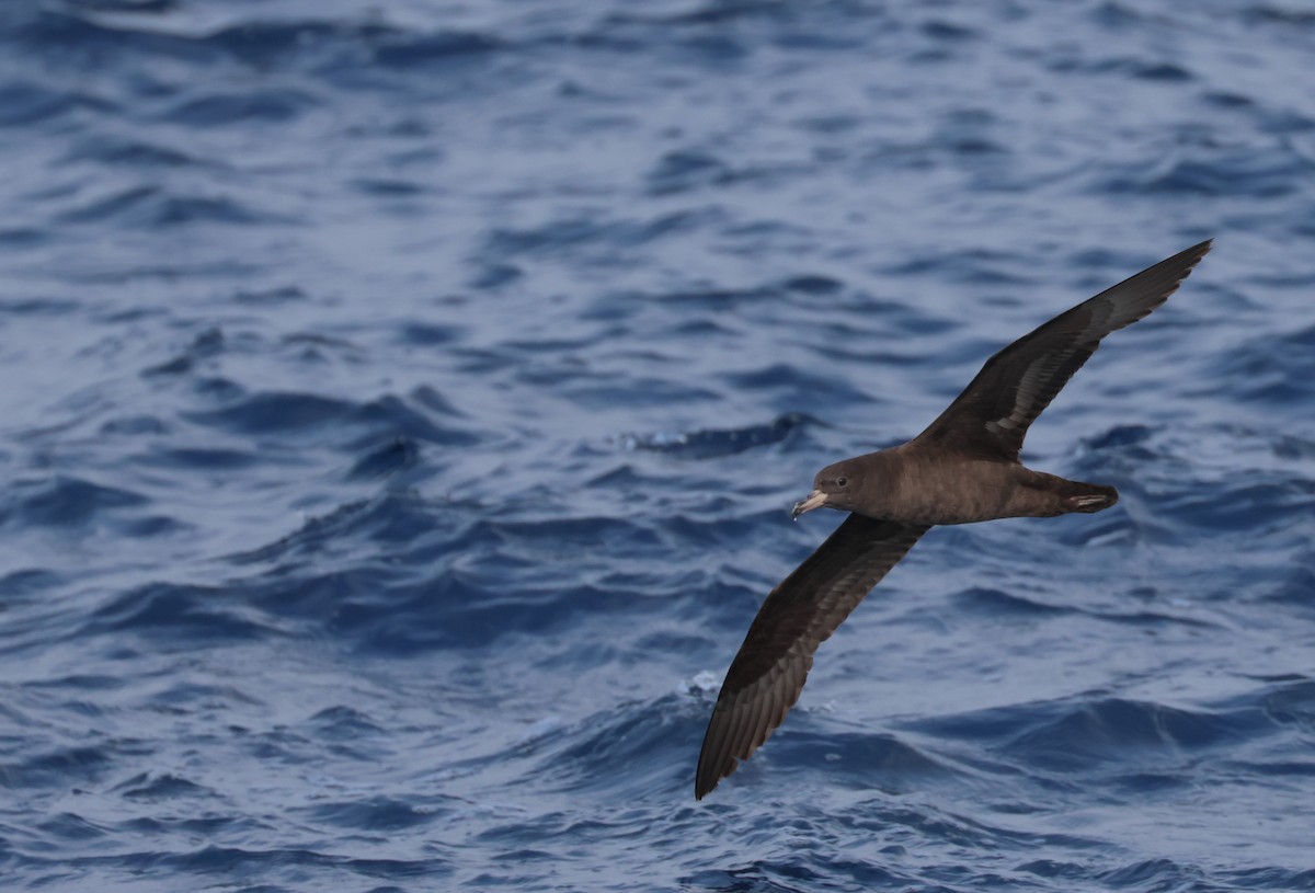 Flesh-footed Shearwater - ML619391282