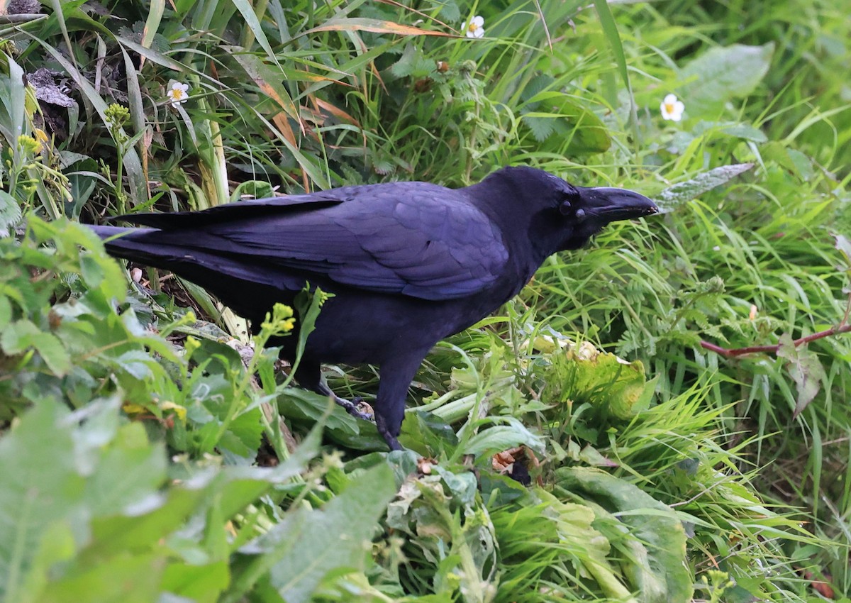 Large-billed Crow - ML619391284