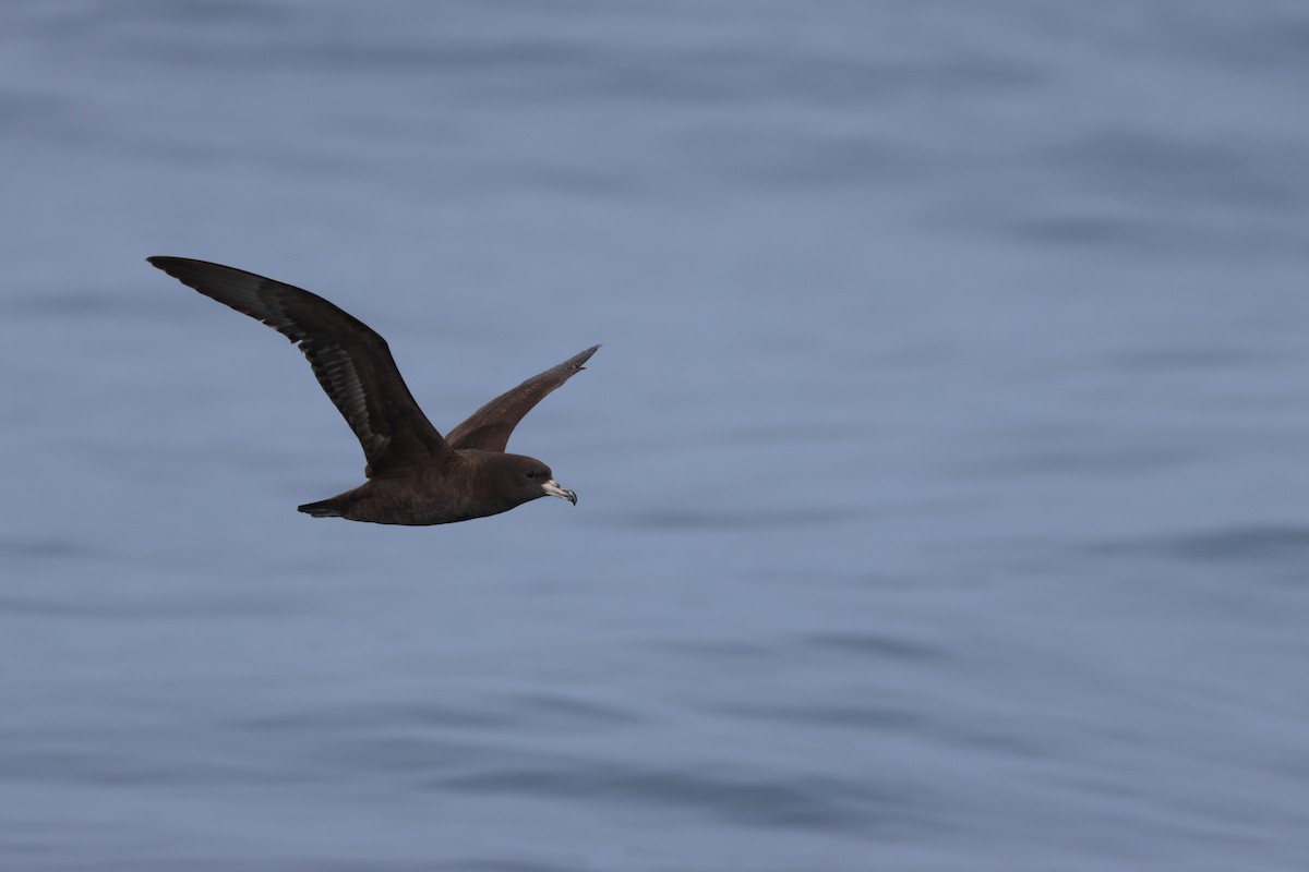 Flesh-footed Shearwater - ML619391285
