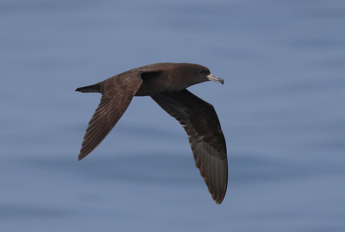 Flesh-footed Shearwater - ML619391294