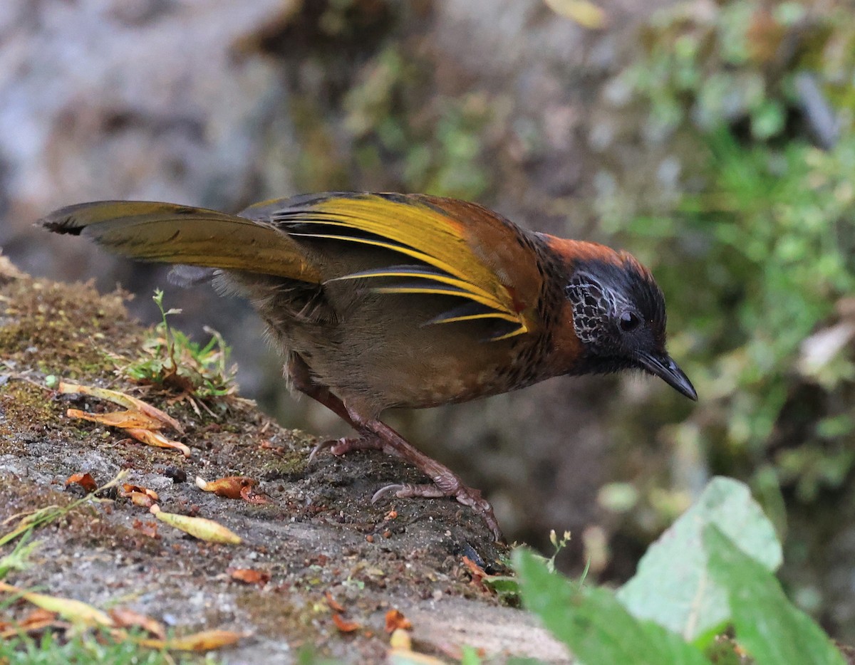 Chestnut-crowned Laughingthrush - ML619391297