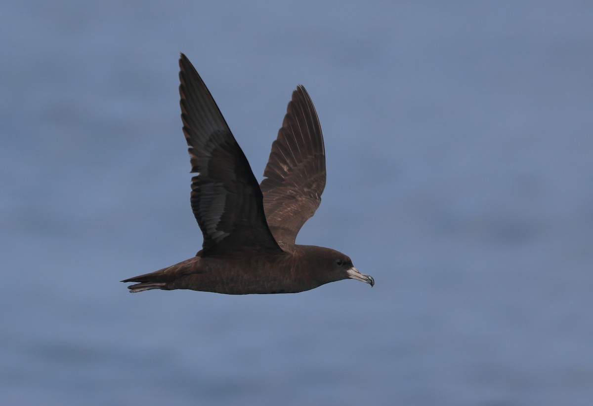 Flesh-footed Shearwater - ML619391298
