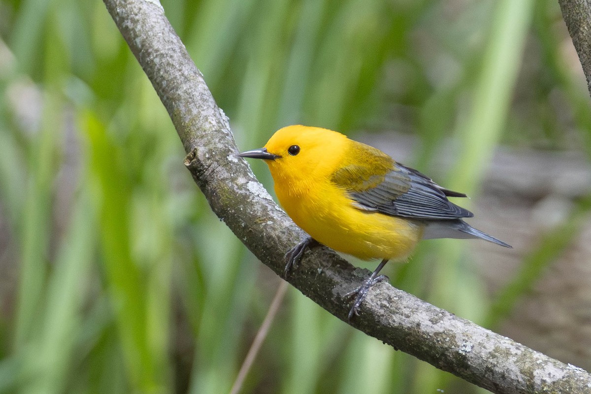 Prothonotary Warbler - ML619391306