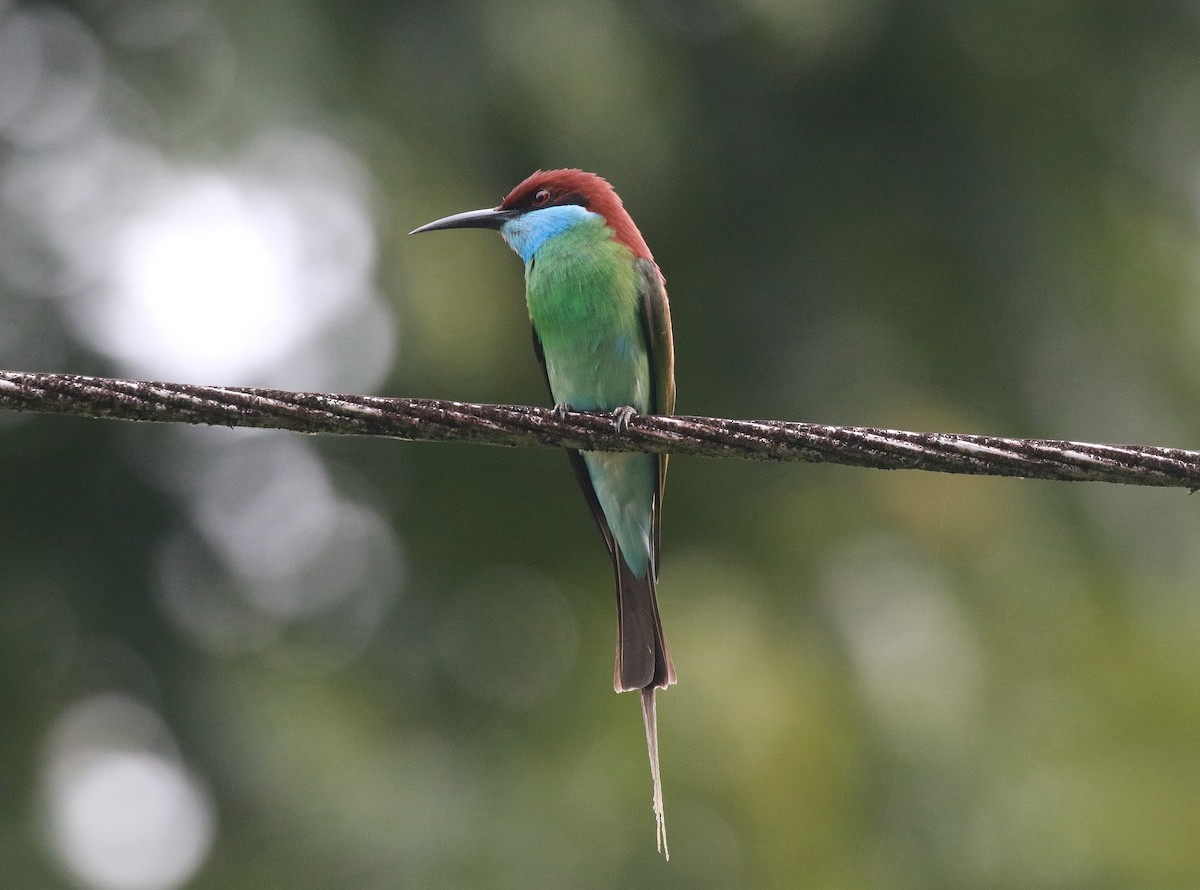 Blue-throated Bee-eater - ML619391373