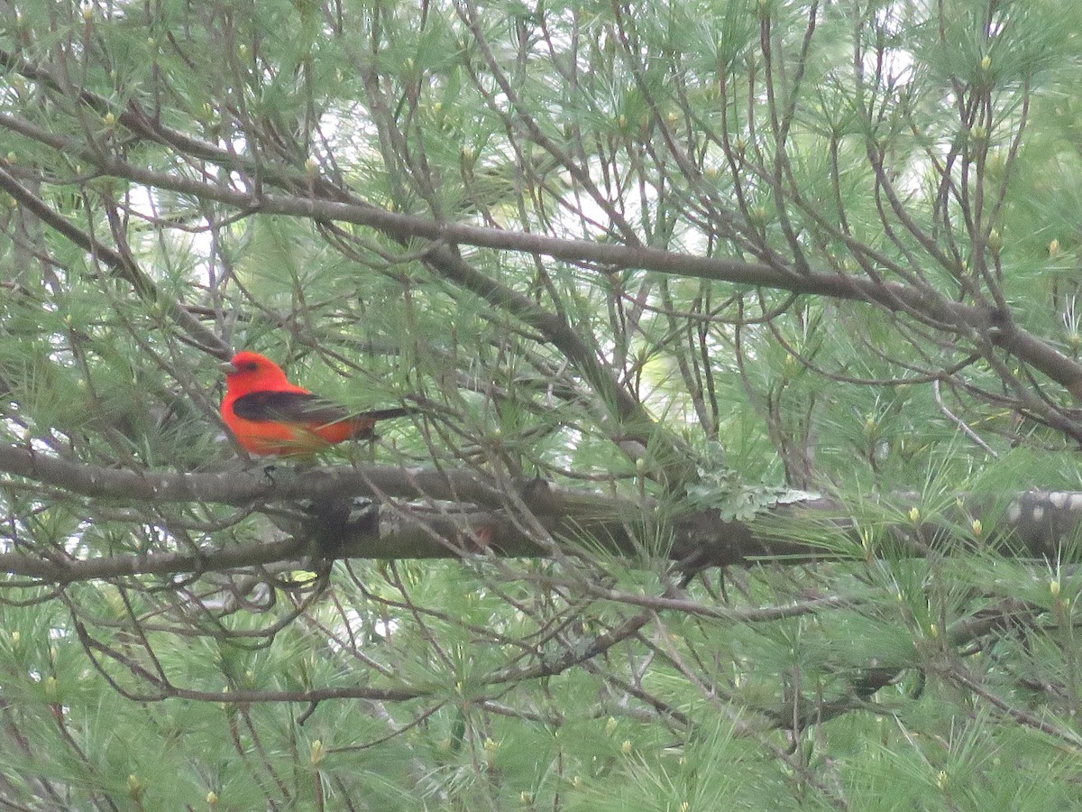 Scarlet Tanager - ML619391461
