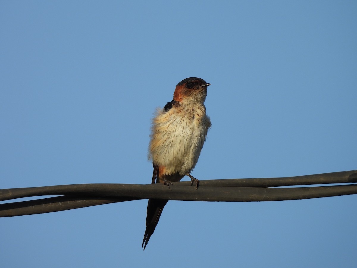 Red-rumped Swallow - ML619391463
