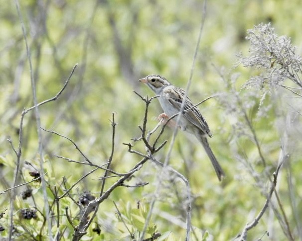 Clay-colored Sparrow - ML619391483