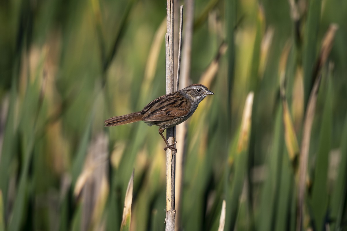 Swamp Sparrow - ML619391486