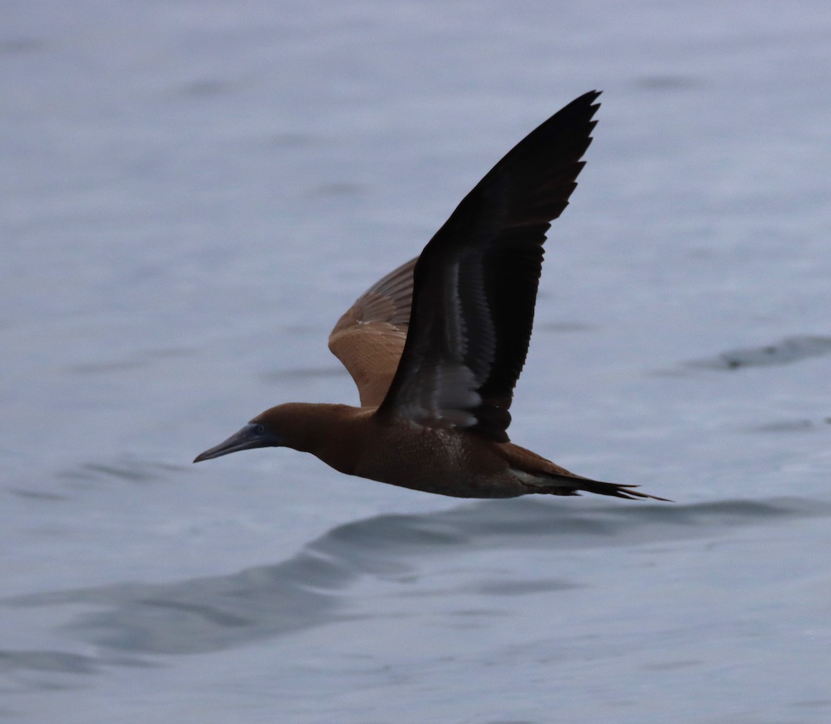 Brown Booby - ML619391516