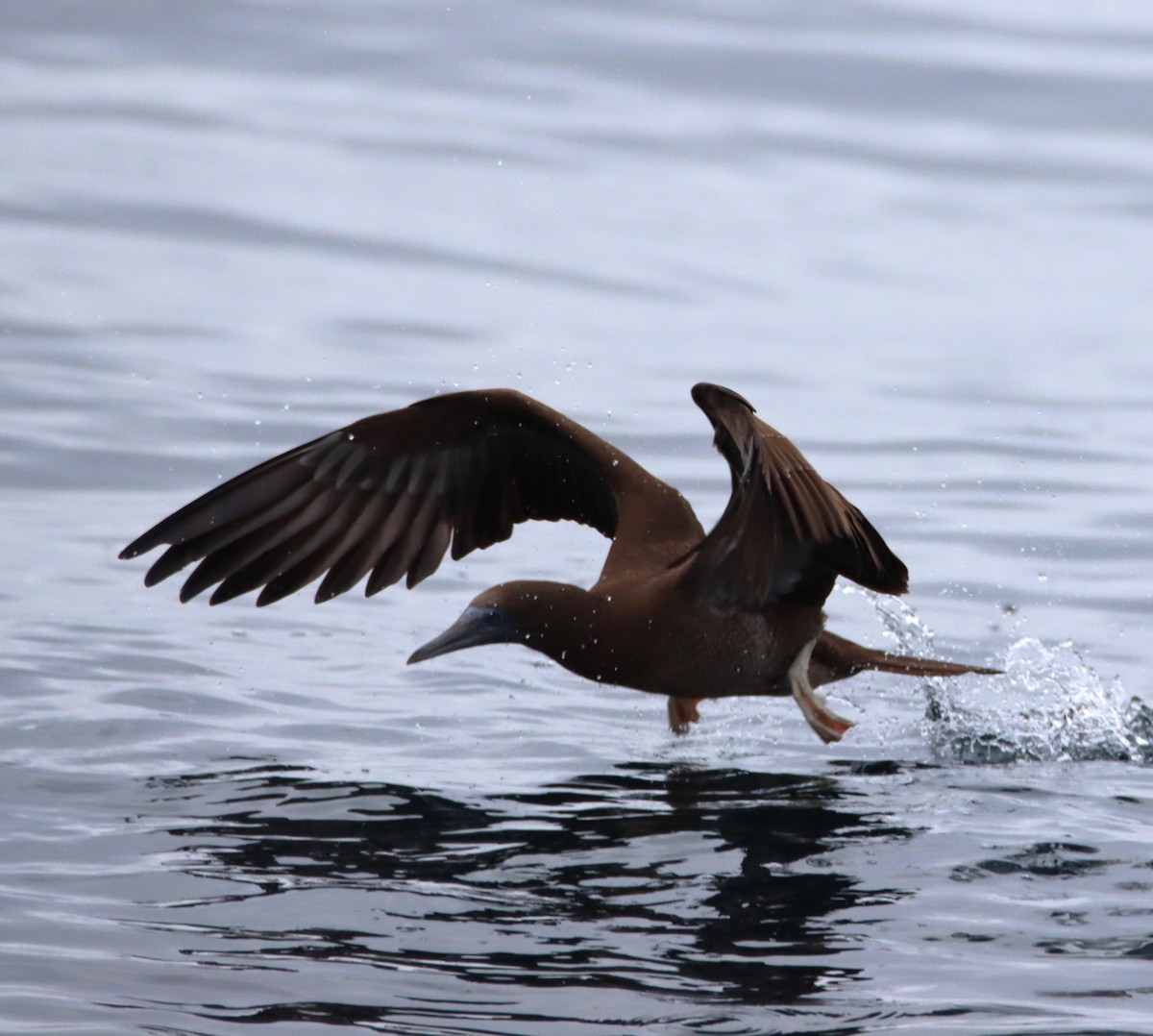 Brown Booby - ML619391517