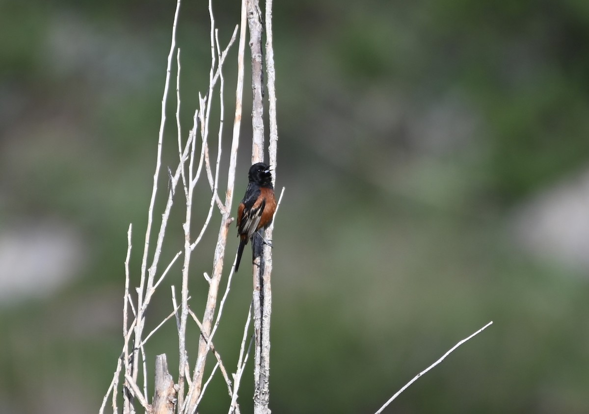 Orchard Oriole - ML619391540