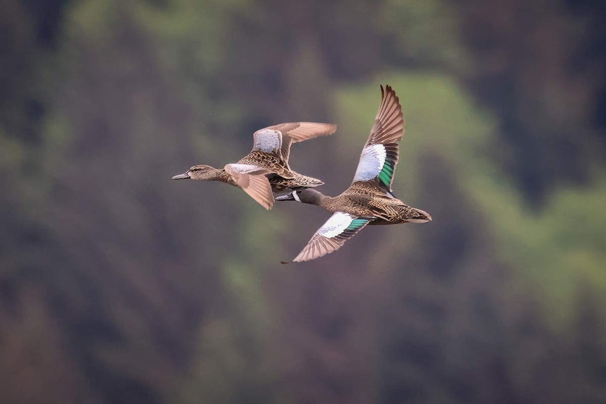 Blue-winged Teal - ML619391552