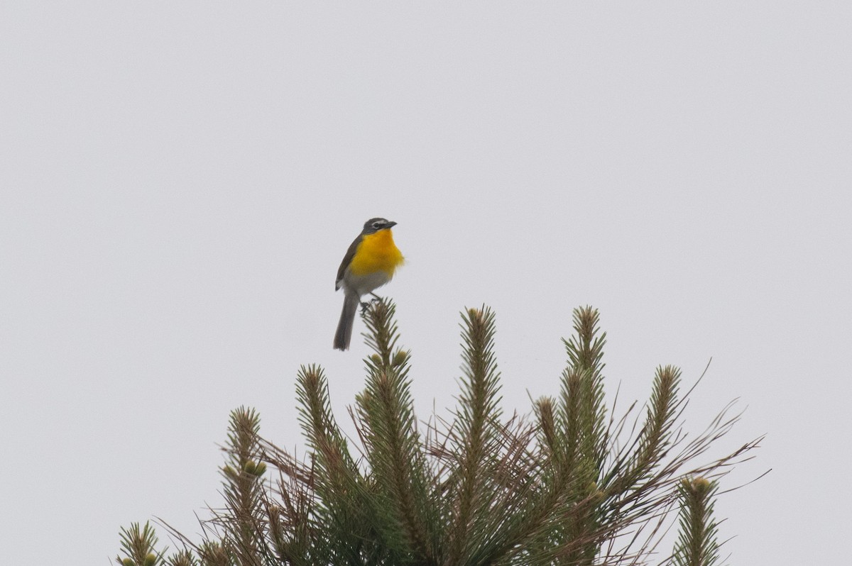 Yellow-breasted Chat - ML619391615