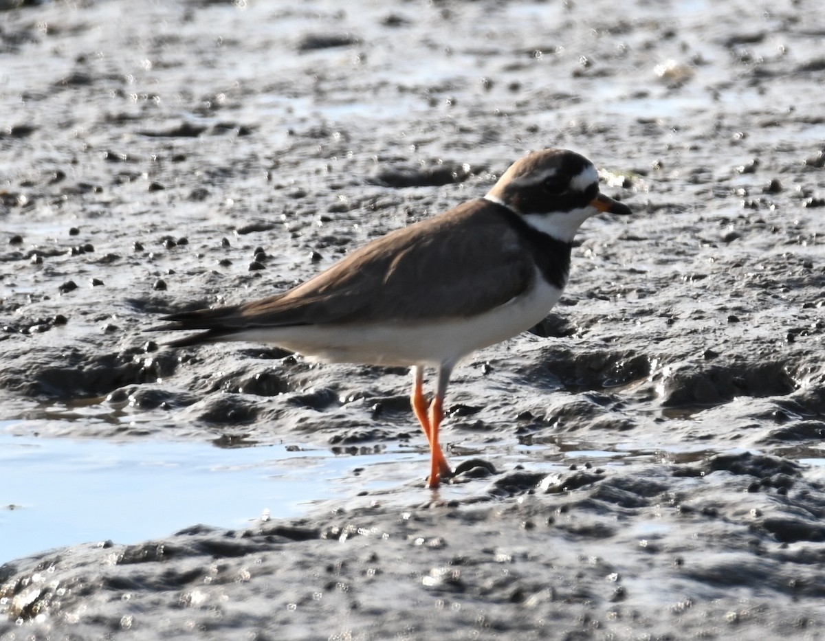 Common Ringed Plover - ML619391627