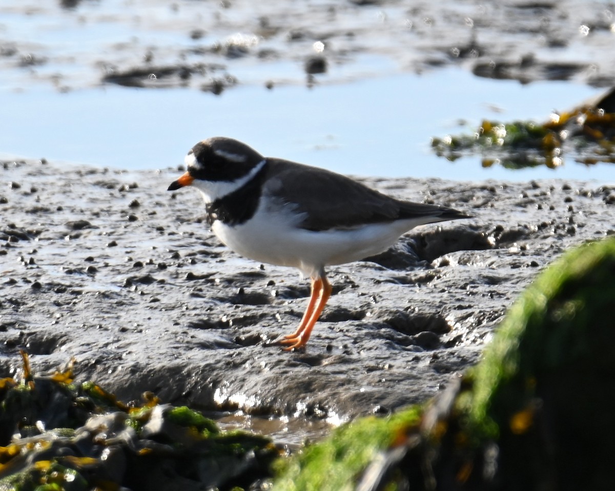 Common Ringed Plover - ML619391628