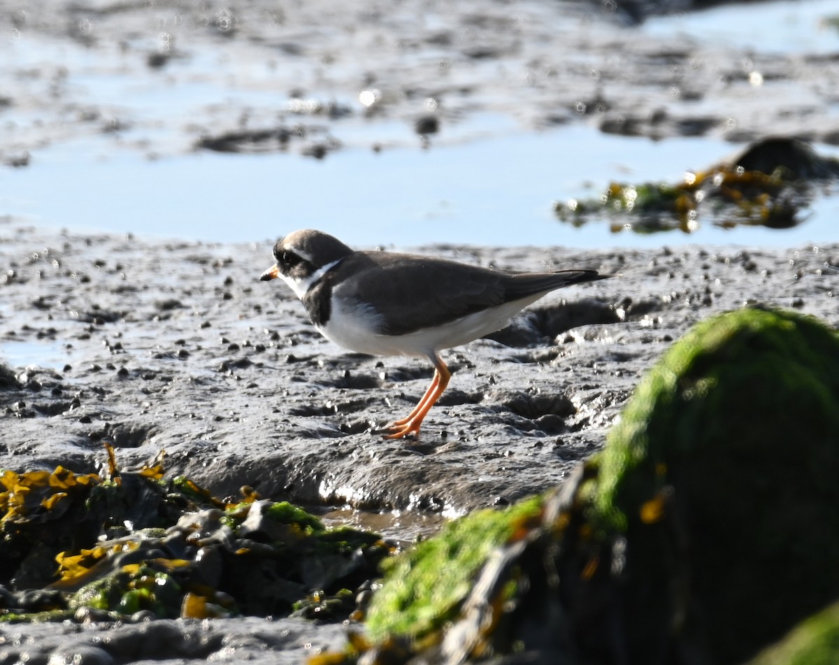 Common Ringed Plover - ML619391629