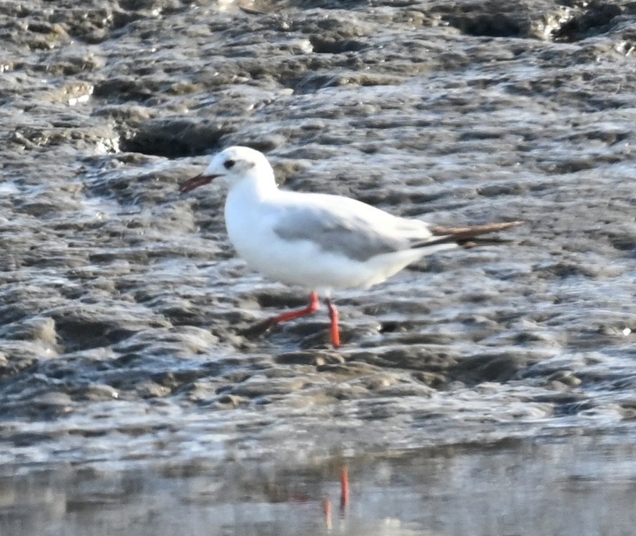 Mouette rieuse - ML619391642