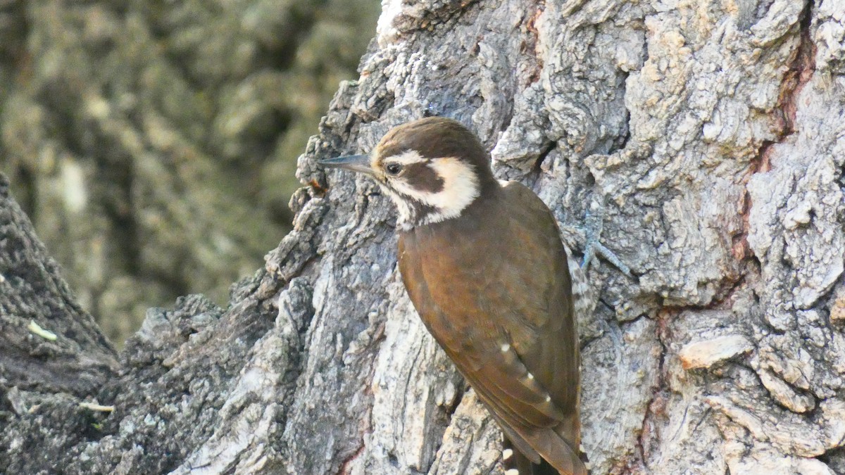 Arizona Woodpecker - ML619391658
