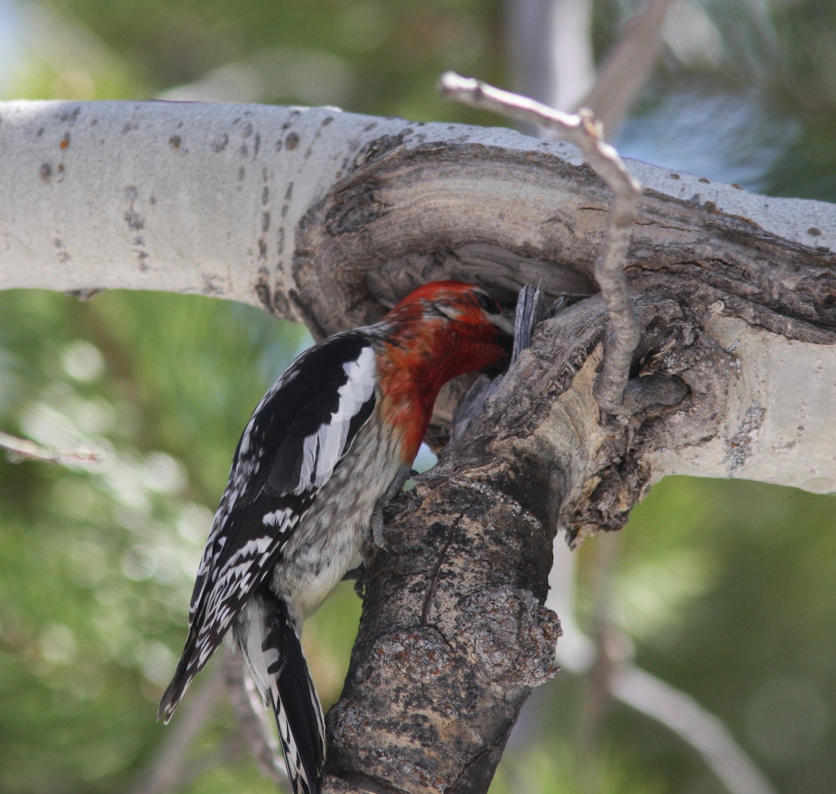 Red-breasted Sapsucker - ML619391726