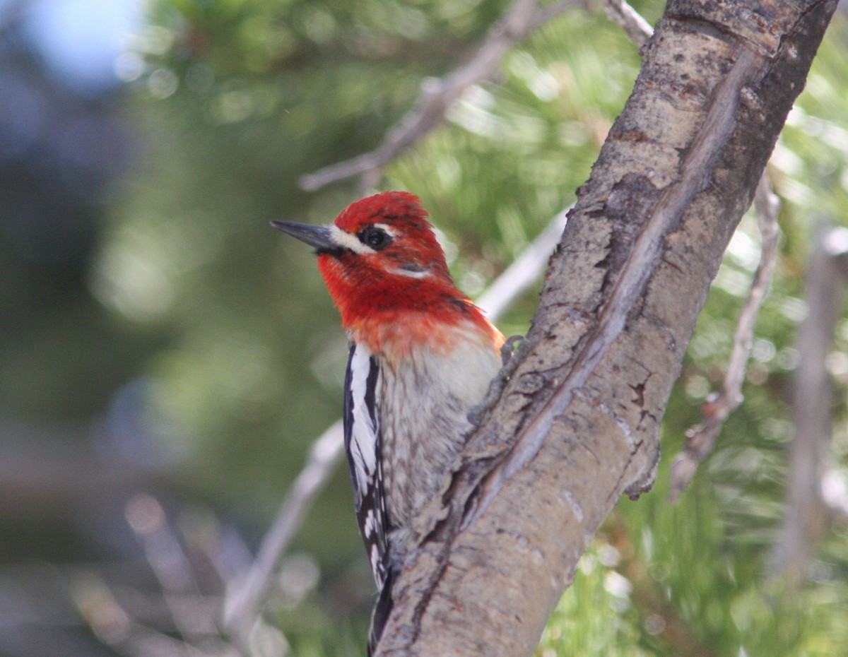 Red-breasted Sapsucker - ML619391730