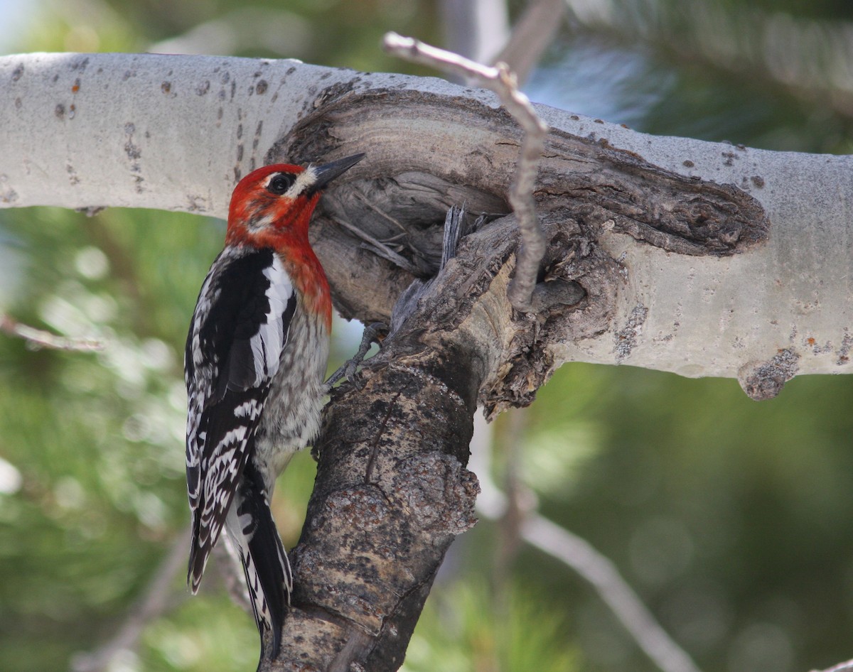 Red-breasted Sapsucker - ML619391732