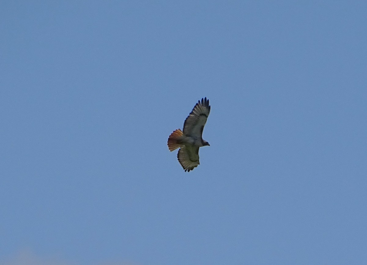Red-tailed Hawk - ML619391735