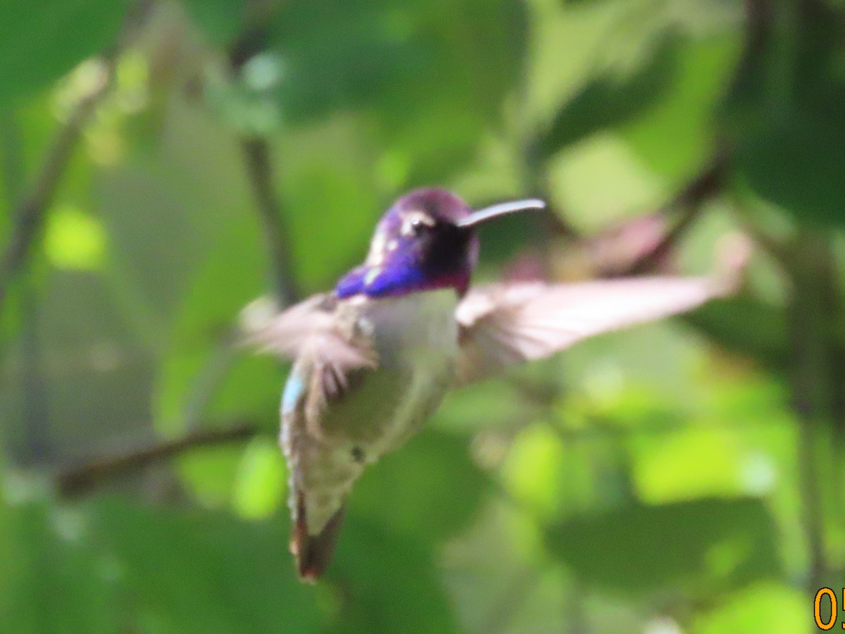 Costa's Hummingbird - ML619391743