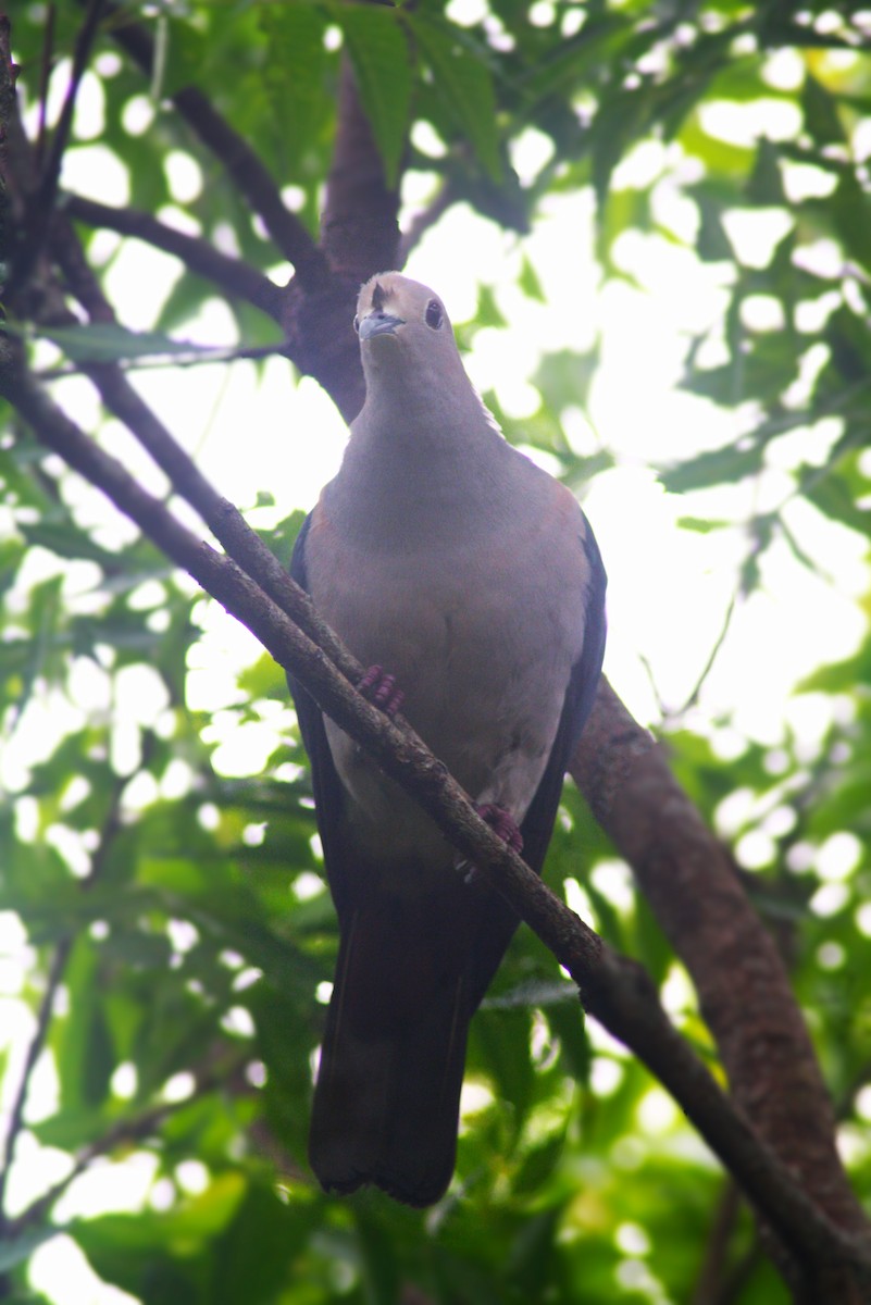 Green Imperial-Pigeon - ML619391772