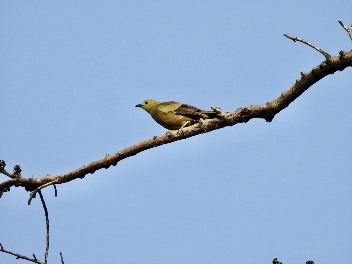 Palm Tanager - ML619391786