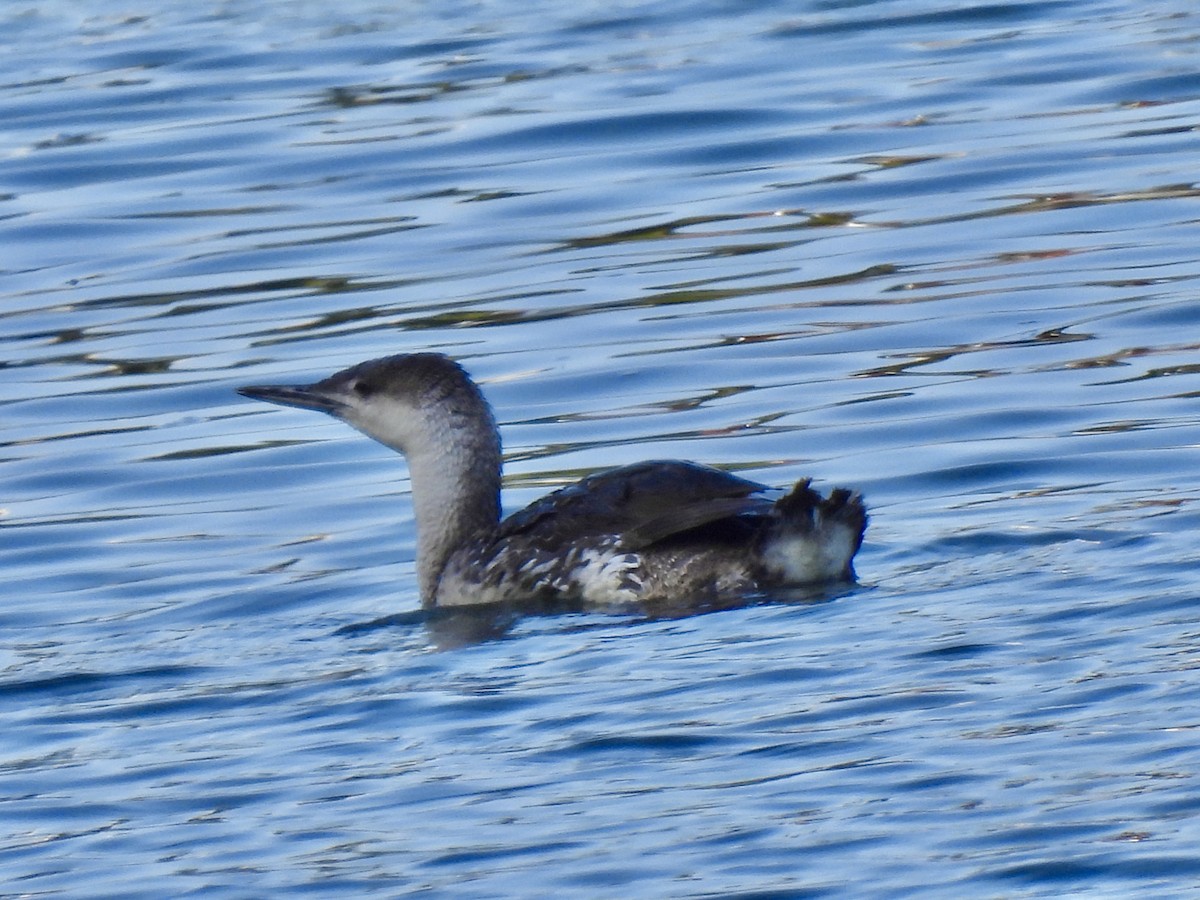 Red-throated Loon - ML619391789