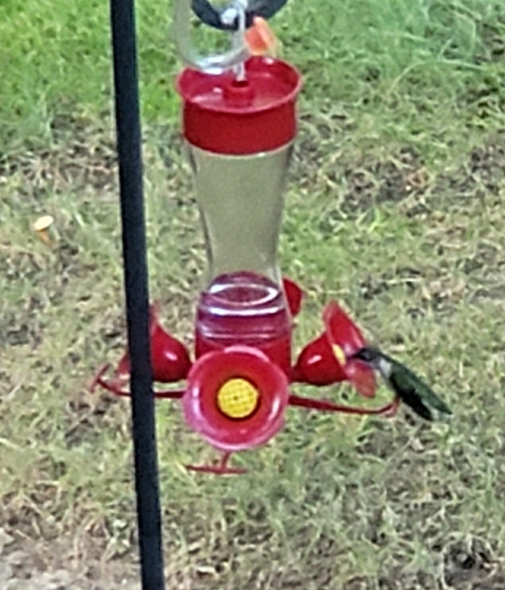 Рубиновогорлый колибри - ML619391800