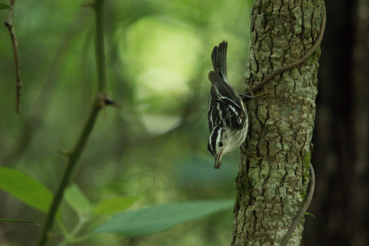 Black-and-white Warbler - ML619391801