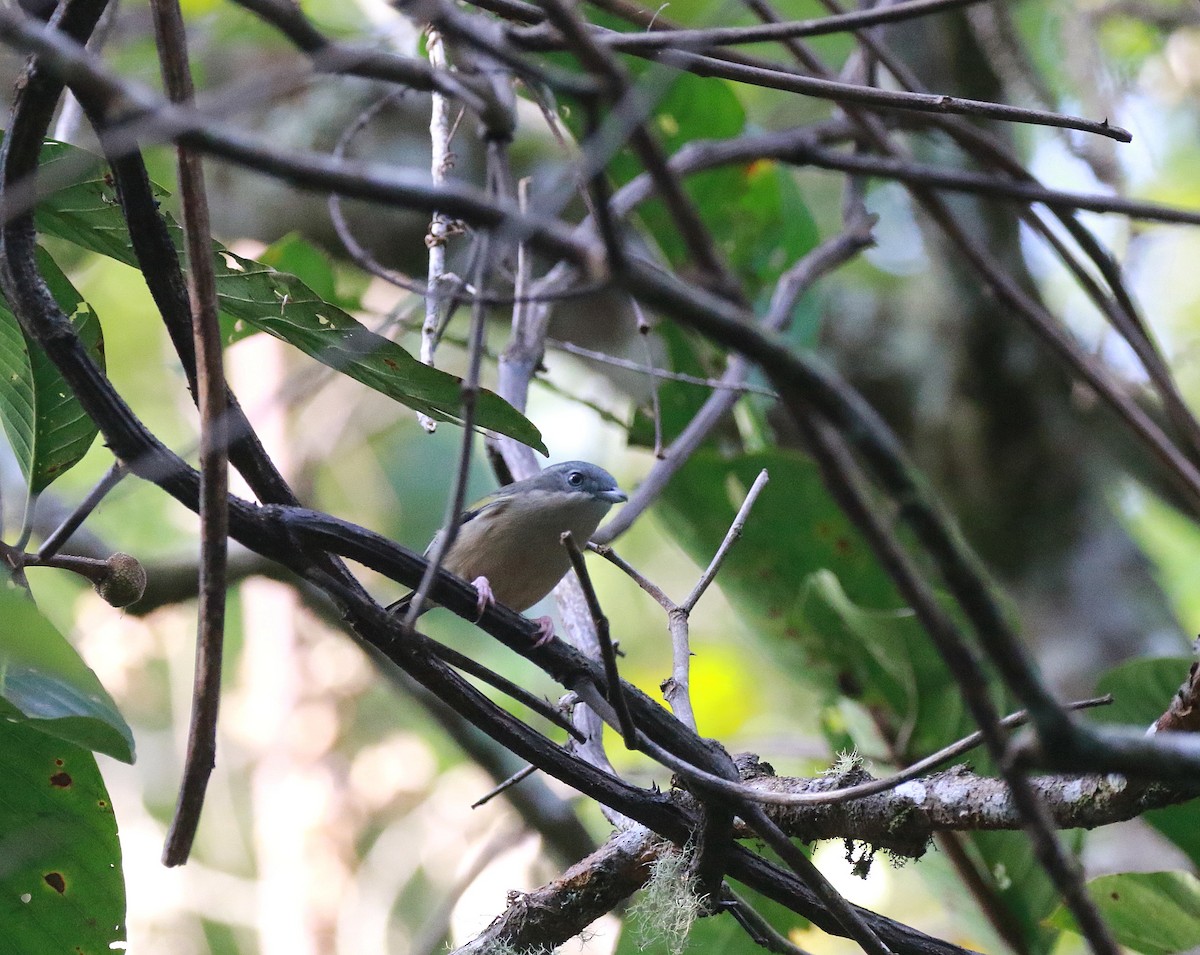White-browed Shrike-Babbler [aeralatus Group] - ML619391802