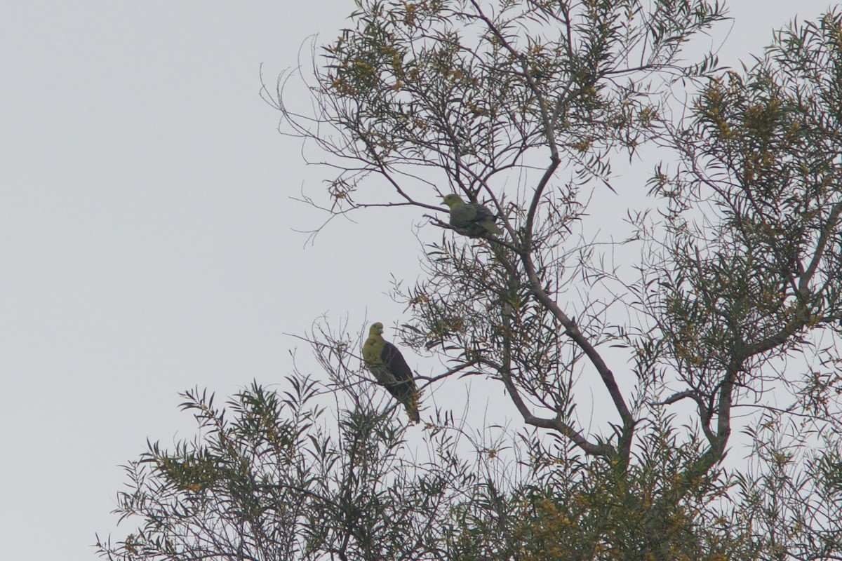 White-bellied Green-Pigeon - ML619391817