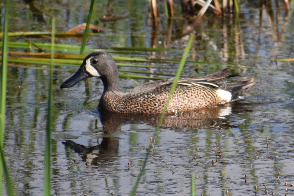 Blue-winged Teal - ML619391833