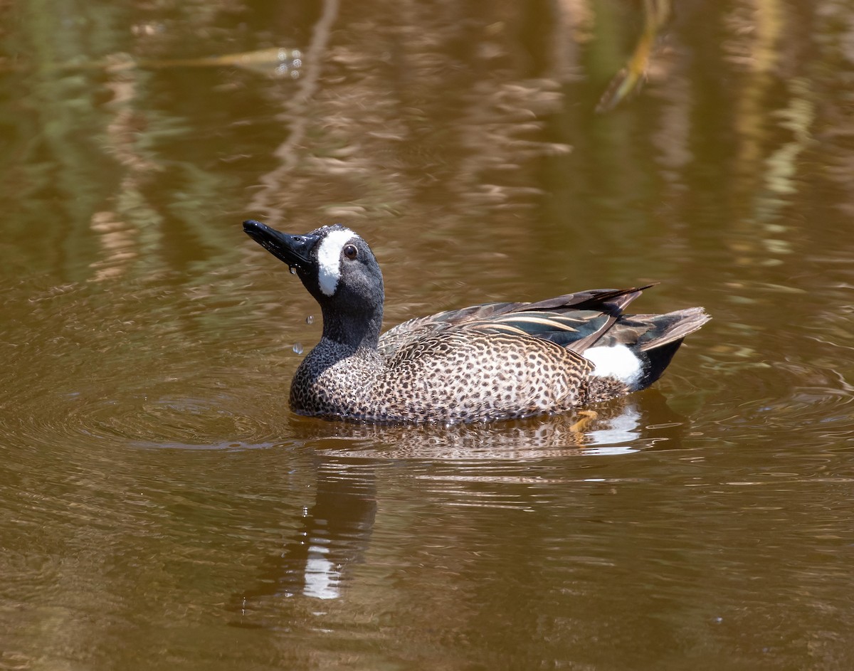 Blue-winged Teal - ML619391836