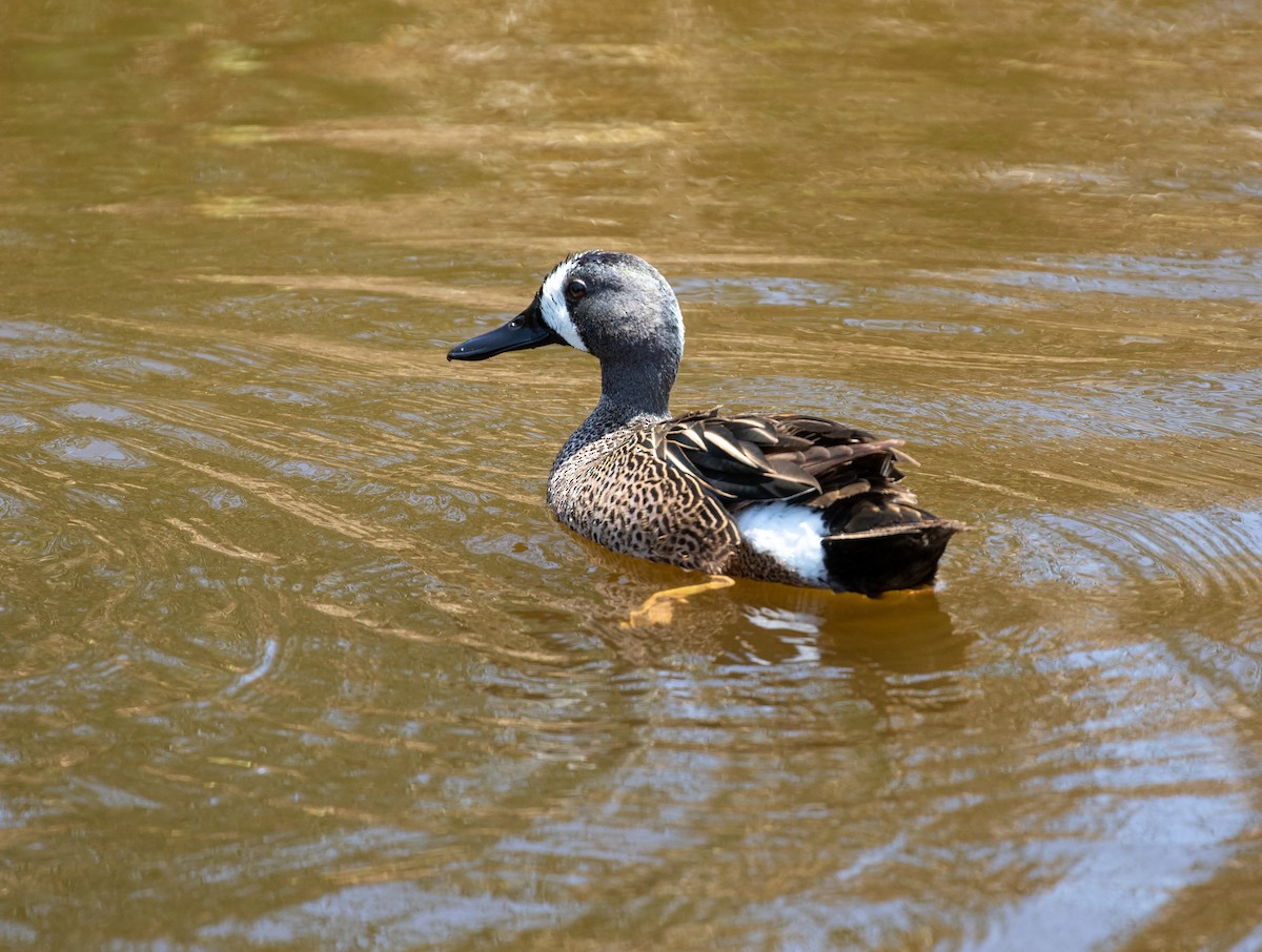 Blue-winged Teal - ML619391841