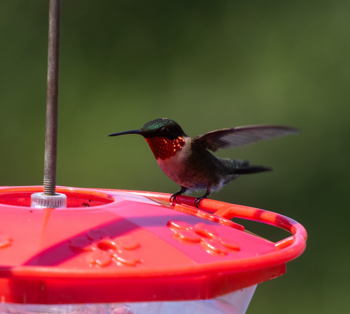 Ruby-throated Hummingbird - ML619391857