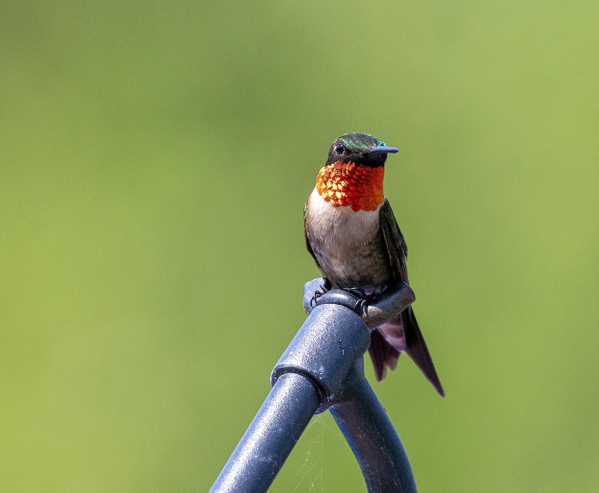 Ruby-throated Hummingbird - ML619391863