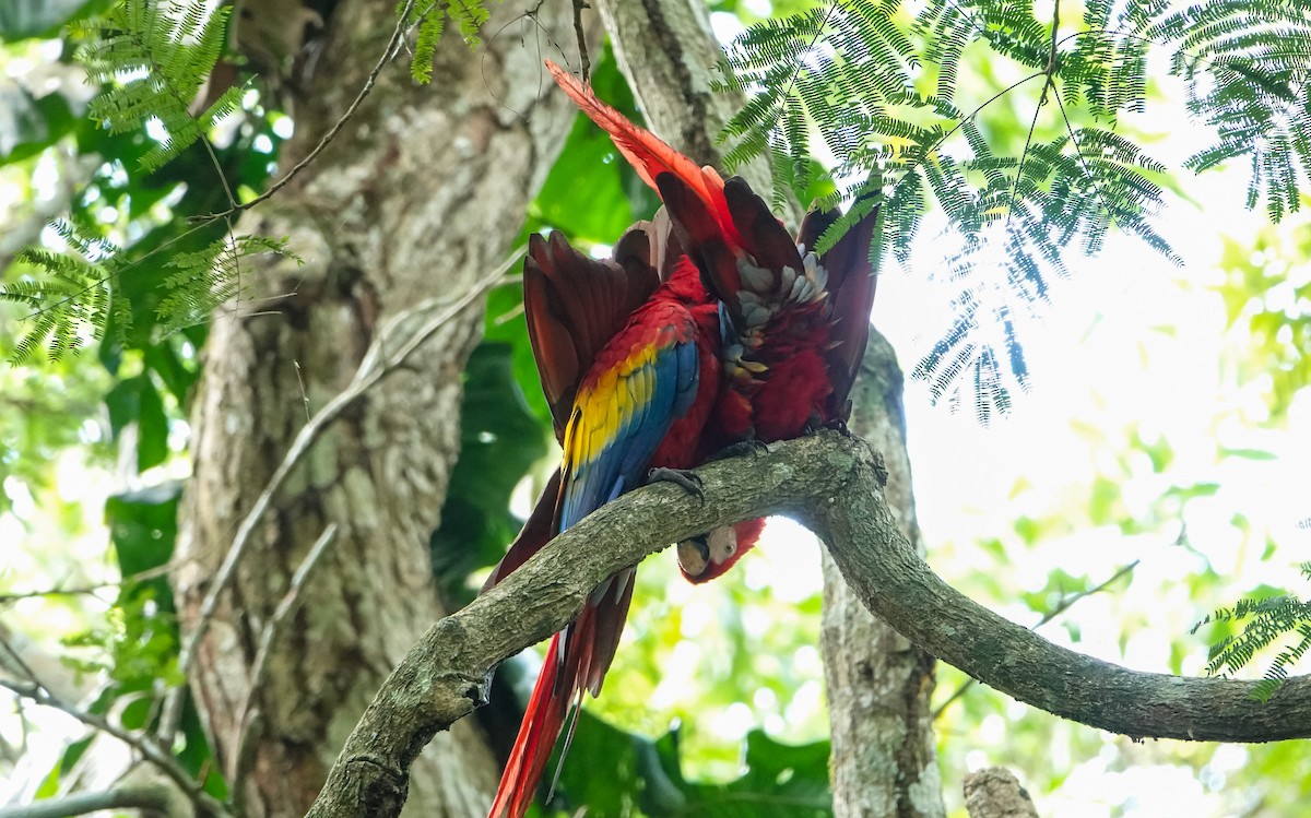 Scarlet Macaw - ML619391866