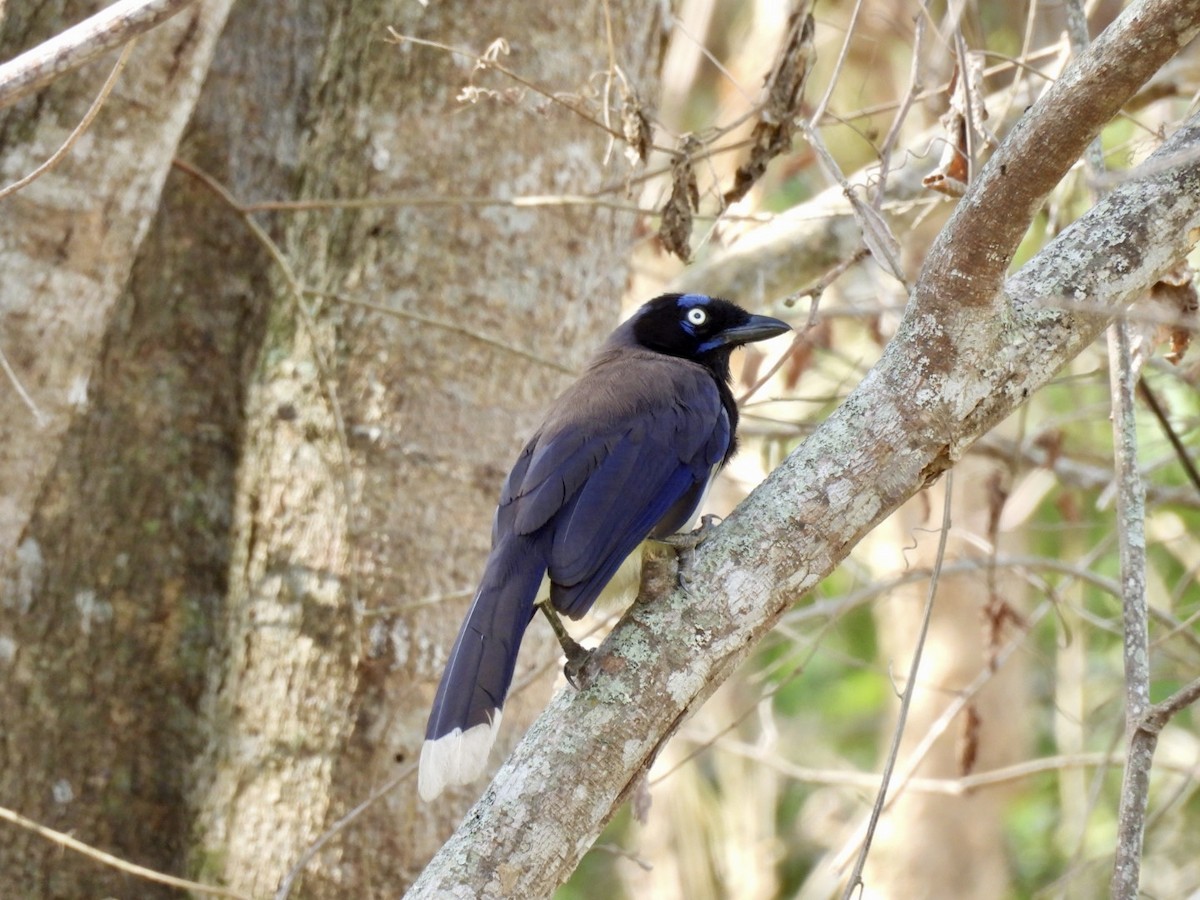 Black-chested Jay - ML619391870